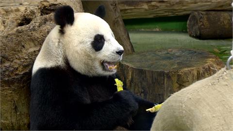 蔣萬安樂見中國大貓熊來台　綠營議員痛罵「配合中共統戰」