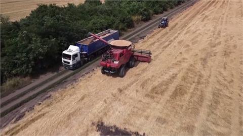 俄烏黑海穀物出口協議續約破局　全球數百萬童面臨饑荒危機