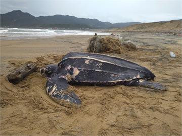 革龜遭漁網纏繞擱淺福隆沙灘救治後死亡　海保署：有嗆水情形、食道有細沙