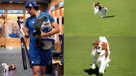 MLB(影)／大谷翔平練球愛犬沒閒著！Decoy開心奔跑快樂撿球萌樣融化粉絲