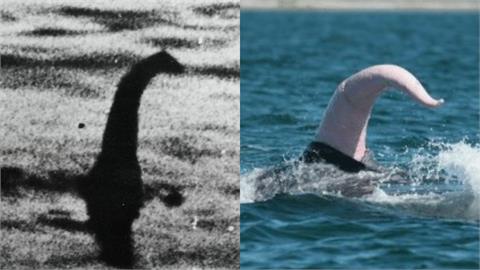 尼斯湖水怪揭秘是鯨魚陰莖　網友歪樓：「所有水怪都是生殖器？」