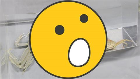 日捕獲罕見「海中飄落的白櫻花」　專家驚嘆：存活10年的奇蹟！