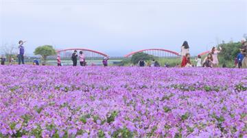 紫色漸層花毯在台北古亭！ 占地8.7座籃球場花海 讓人一秒飛出國