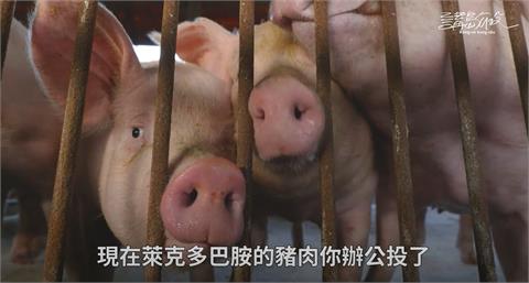 每年都有萊豬進口！萊克多巴胺早被汙名化　豬農：台灣須走出自己的路