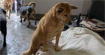 獨居飼主離世留13毛孩！忠犬「緊守遺體」陪伴　警破門見揪心一幕
