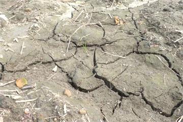 灌溉期竟無水可用 竹山水稻田乾涸龜裂