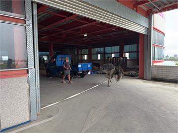 宜蘭驚見鴕鳥半夜「狂飆16公里」　疑被間歇性陣雨「嚇到逃家」