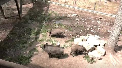 與俄國總統同名對「牠」不公平　德動物園幫野豬改名