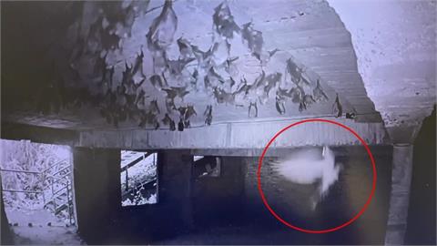新奇！鳳頭蒼鷹「倒掛金鉤」捕獵熟睡中葉鼻幼蝠
