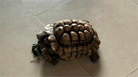愛龜曬日光浴遭人"順手牽龜" 警竊賊家中找回