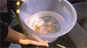台東富山護漁區復育生物有成首次放流龍蝦苗 遊客目擊直呼新奇