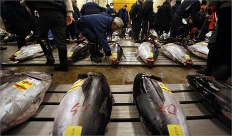 日本黑鮪魚捕撈配額增61％　大啖海味價格將更親民