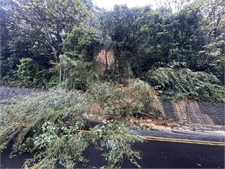 連夜大雨！龜山大坑路土石滑落、路樹橫躺 採單線雙向通車