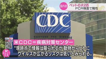 日本驚傳「2隻汪星人」染疫 篩檢後出現陽性反應