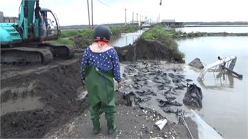 台西養殖區護岸潰堤 8公頃魚塭遭淹沒