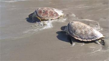 海灘封閉少了人類干擾...泰國蘇梅島海龜產卵數大爆發