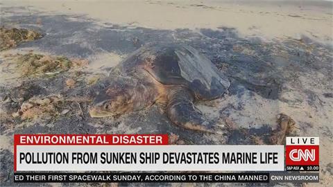 沉船害慘斯里蘭卡　176隻海龜、20隻海豚、4頭鯨魚慘死