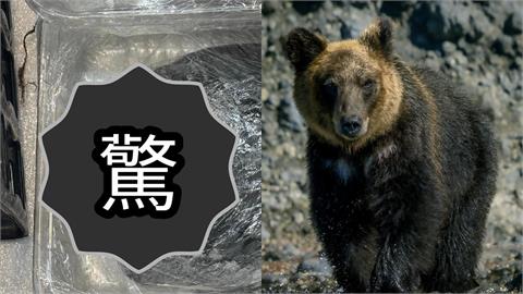 日本超市冰櫃竟擺「完整熊掌」販賣!「連毛帶爪」未經處理…驚人售價曝光