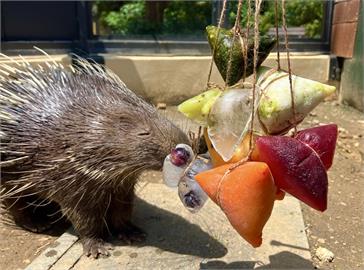 壽山動物園特製冰粽大餐　動物大啖模樣萌翻全場