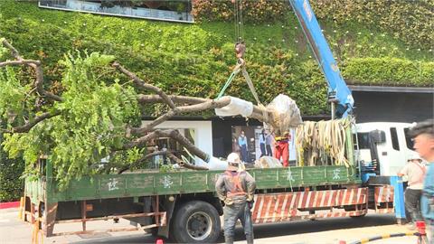 為爵士音樂節移植路樹？　中市府駁斥：和音樂節無關