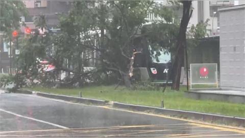 快新聞／高雄雨勢太猛！輕軌列車「慘遭路樹壓到」　一度動彈不得畫面曝