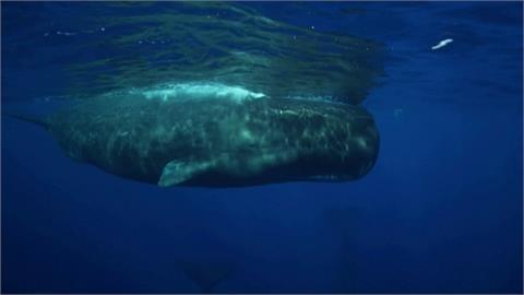 鯨魚也懂溝通？　抹香鯨語言分長短音　複雜如摩斯密碼