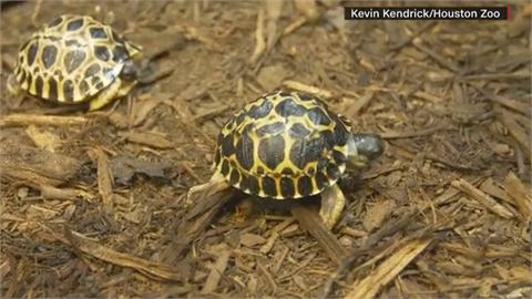 休士頓「龜界賴瑞金」90歲輻射龜添3寶　瀕臨絕種繁衍競賽中贏得勝利