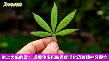 別上大麻的當！ 成癮使多巴胺過度活化恐致精神分裂症