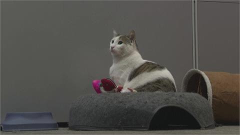 浪貓變明星！　伊斯坦堡盛行「愛貓文化」　享受國王般待遇