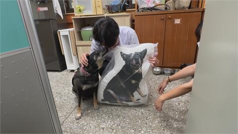 喜迎畢業季！　高雄左營高中贈「限量校狗抱枕」
