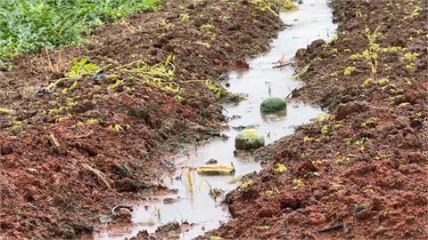 桃園梅雨害瓜果重傷! 觀音西瓜逾5成損傷達補助標準