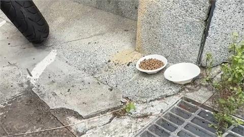 男大生虐死貓！學校臉書遭灌爆　玄奘大學：若屬實最重開除學籍