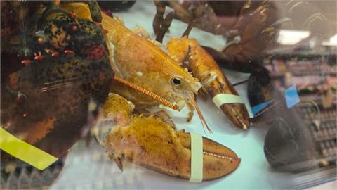 不是熟的！「天生橘」龍蝦　出現機率僅三千萬分之一