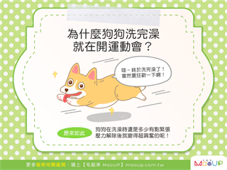 【汪汪行為學】咦？狗狗洗完澡怎麼又～在開運動會啦？