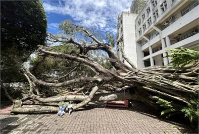 慟!逢甲大學樹倒壓死碩一生 現場鮮花悼念:同學一路好走