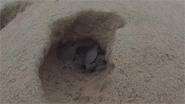 巴西亞馬遜河域湧現幼龜潮！逾9萬小烏龜探出沙地