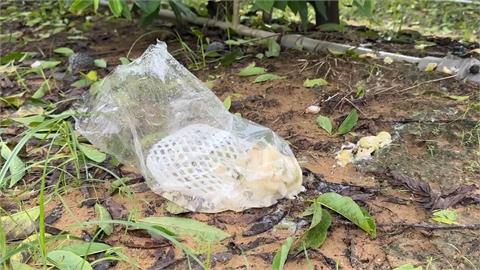 凱米橫掃！全台農損慘重　歸仁釋迦「被摧殘成這樣」