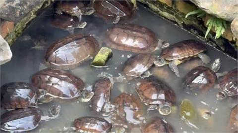 160隻保育類「柴棺龜」無處養　宜蘭縣府、飼主協調無果