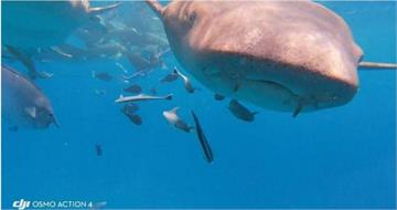 這不是電影！鉸口鯊吞下水下相機　一吐再現深海奇觀