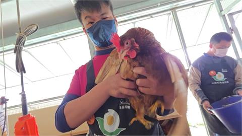 花蓮庇護蛋場庫存近７千顆　嚴重滯銷！業者盼社會關愛