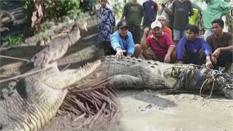 先發制鱷！印尼父子為保家園　僅用一條細繩活擒「4公尺巨鱷」