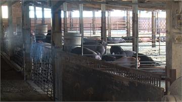 全台1155個廚餘養豬場須檢核 嘉義加碼補助飼料養豬