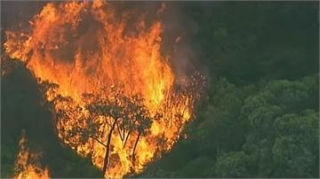 澳洲維多利亞雷擊引森林大火 當局實施禁火令