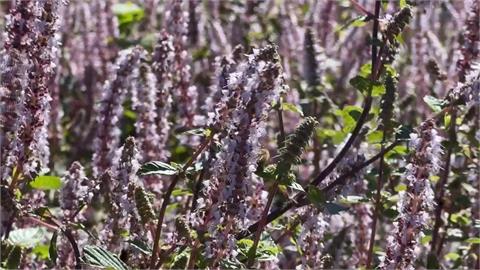 獅潭「仙草花節」盛大登場！　業者結合仙境夢遊主題推出特色料理