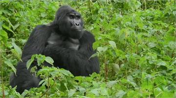  捕獵野生動物充飢！ 誤殺烏干達明星大猩猩被判11年