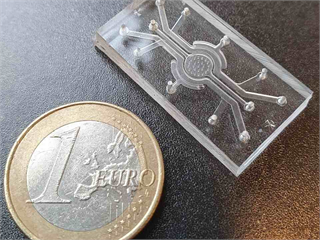 食物真的會影響大腦?科學家用「器官晶片」解碼腸道訊號