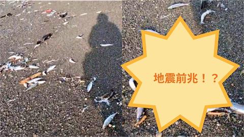 日本青森7.5強震前兆?2000隻沙丁魚「沖上海灘」集體擱淺異象曝光!