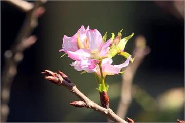 山區涼了櫻花開了 阿里山吉野櫻反季綻放