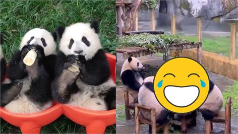 4隻熊貓「湊一桌」圍爐大嗑蘋果！逗趣畫面網笑翻：快給牠們一副麻將