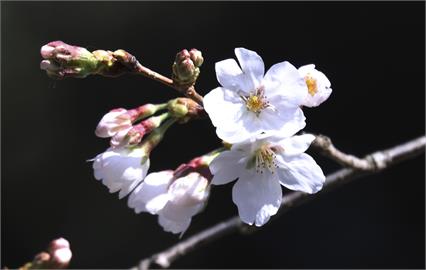 「開花宣言」 東京2023年櫻花季來了！ 比往年平均早10天